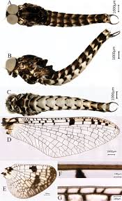 Attēlu rezultāti vaicājumam “Siphlonurus male”