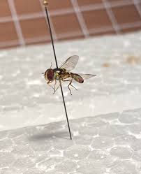 Attēlu rezultāti vaicājumam “Sericomyia sp.”