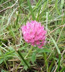 Attēlu rezultāti vaicājumam “Trifolium medium flower”