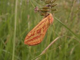 Attēlu rezultāti vaicājumam “Hepialus humuli female”