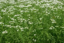 Image result for Anthriscus cerefolium