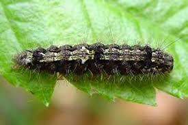 Attēlu rezultāti vaicājumam “Eilema depressa”