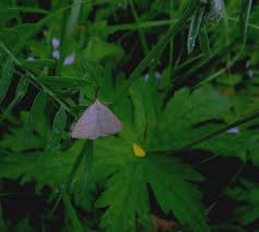 Attēlu rezultāti vaicājumam “Polypogon tentacularius”