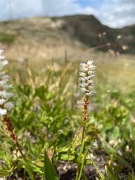 Attēlu rezultāti vaicājumam “Bistorta vivipara flower”