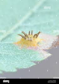 Attēlu rezultāti vaicājumam “Gymnosporangium cornutum”