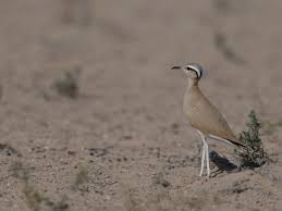 Image result for Cursorius cursor