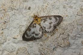 Attēlu rezultāti vaicājumam “Anania hortulata”