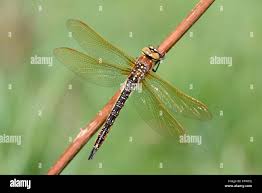 Attēlu rezultāti vaicājumam “Brachytron pratense”