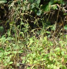 Attēlu rezultāti vaicājumam “Amaranthaceae”