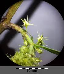 Attēlu rezultāti vaicājumam “Rumex maritimus fruit”