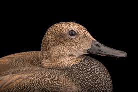 Attēlu rezultāti vaicājumam “Anas strepera”