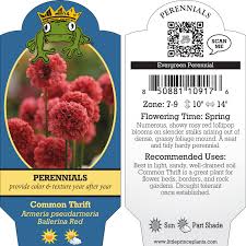 Attēlu rezultāti vaicājumam “Armeria vulgaris”