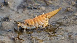 Attēlu rezultāti vaicājumam “Saduria entomon”