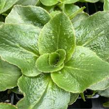 Attēlu rezultāti vaicājumam “Cribraria oregana macro”