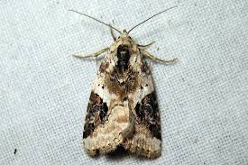 Attēlu rezultāti vaicājumam “Pseudeustrotia candidula”