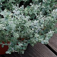 Image result for Helichrysum lindleyii