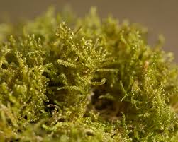 Attēlu rezultāti vaicājumam “Hypnum jutlandicum”