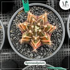 Image result for Gymnocalycium