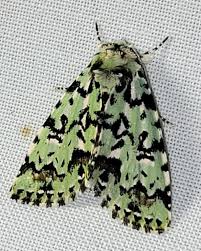 Attēlu rezultāti vaicājumam “Moma alpium”