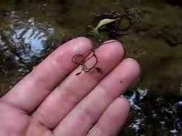 Attēlu rezultāti vaicājumam “Gordius aquaticus”