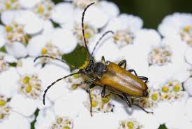 Attēlu rezultāti vaicājumam “Leptura rubra”