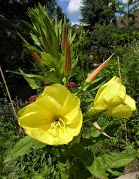 Image result for Nachtkerze