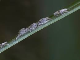 Attēlu rezultāti vaicājumam “Schizolachnus pineti”