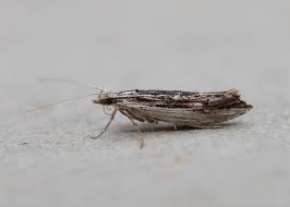 Attēlu rezultāti vaicājumam “Ypsolopha scabrella”