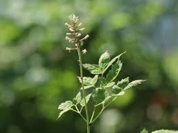 Image result for Christophskraut