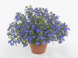 Image result for Lobelia erinus