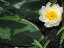 Attēlu rezultāti vaicājumam “Nymphaea candida”