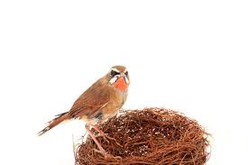 Image result for Luscinia calliope