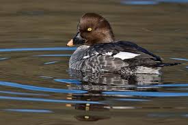 Attēlu rezultāti vaicājumam “Bucephala clangula”