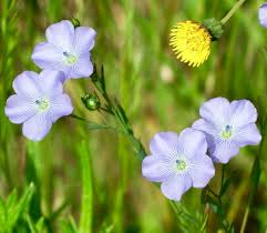 Image result for Linum usitatissimum