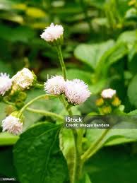 Image result for Ageratum conyzoides