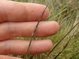 Attēlu rezultāti vaicājumam “Nardus stricta fruit”