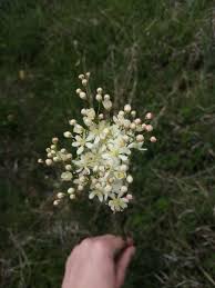 Attēlu rezultāti vaicājumam “Filipendula vulgaris”