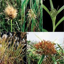 Attēlu rezultāti vaicājumam “Trichophorum alpinum fruit”