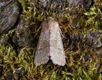 Attēlu rezultāti vaicājumam “Orthosia miniosa imago”