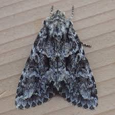 Attēlu rezultāti vaicājumam “Zygaena filipendulae exuvia”