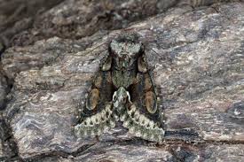 Attēlu rezultāti vaicājumam “Allophyes oxyacanthae”