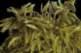 Attēlu rezultāti vaicājumam “Callicladium haldanianum”