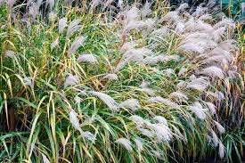 Image result for Miscanthus sinensis Zebrina