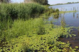 Image result for Seekanne