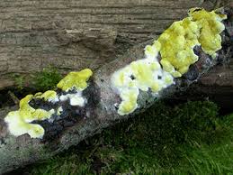 Attēlu rezultāti vaicājumam “Exidia glandulosa”