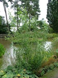 Attēlu rezultāti vaicājumam “Salix daphnoides”