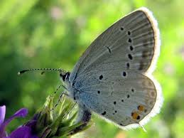 Attēlu rezultāti vaicājumam “Everes argiades underside”