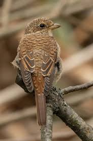 Attēlu rezultāti vaicājumam “Lanius collurio juvenile”