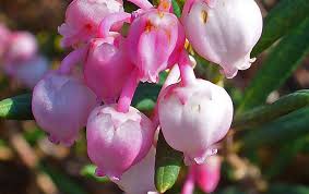 Attēlu rezultāti vaicājumam “Andromeda polifolia leaf”