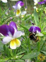 Attēlu rezultāti vaicājumam “Viola tricolor flower”